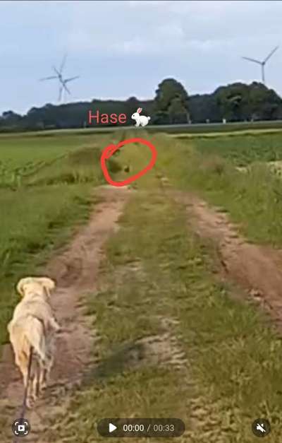 Impulskontrolle Challenge Nr. 11 "Bleib mit Ablenkung"-Beitrag-Bild