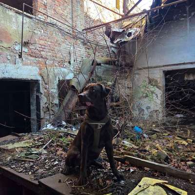 Hundetreffen-Spieltreffen/Sozialwalks gemeinsames erkunden im/am Auwald/Cossi-Bild