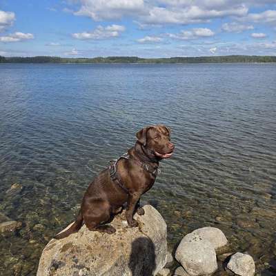 Hundetreffen-Gemeinsame Runden im Auwald-Bild