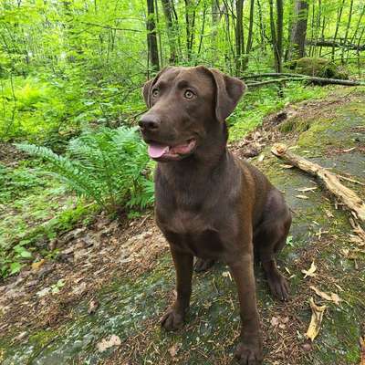 Hundetreffen-Spieltreffen/Sozialwalks gemeinsames erkunden im/am Auwald/Cossi-Bild