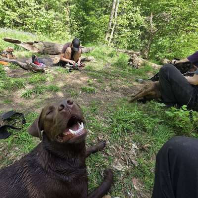 Hundetreffen-Gemeinsame Runden im Auwald-Bild