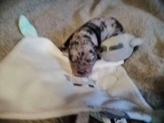 Wo sind die Chihuahua Besitzer ?-Beitrag-Bild