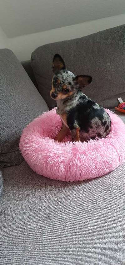 Hundefutter selber kochen-Beitrag-Bild