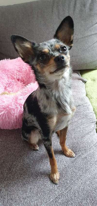 Wo sind die Chihuahua Besitzer ?-Beitrag-Bild