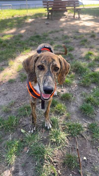 Hundetreffen-Kevin sucht Spielkameraden-Bild