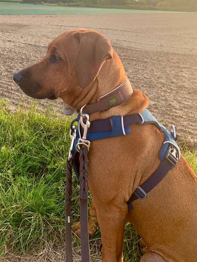 Rhodesian Ridgeback-Beitrag-Bild