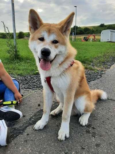 Shiba Inu und andere japanische Rassen!-Beitrag-Bild