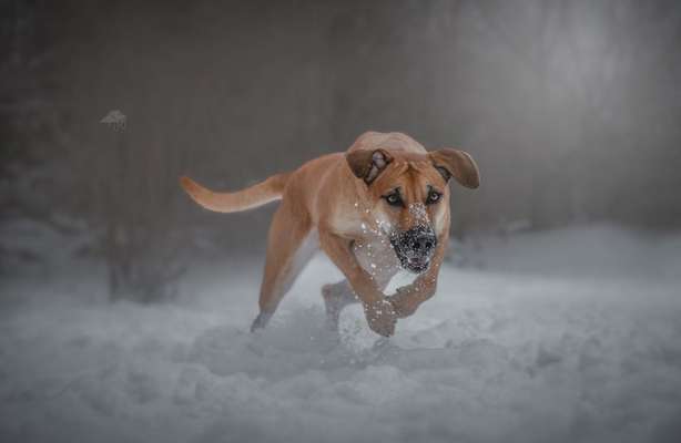 Schäferhund-Beitrag-Bild