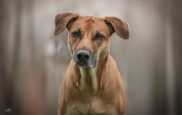 Hunde Porträt (Portrait) Galerie....-Beitrag-Bild