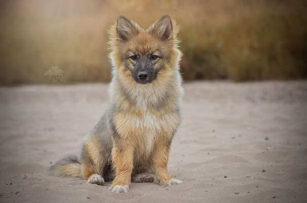 Spitz--Zwergspitz--kleinspitz---mittelspitz----Großspitz--Wolfsspitz-Beitrag-Bild