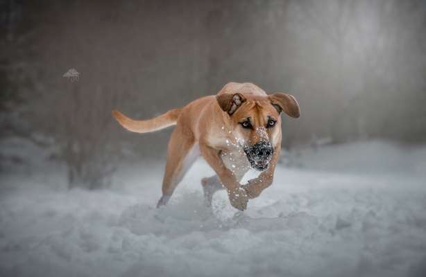 Zeigt mal die schönsten Bilder von euren Hunden !-Beitrag-Bild