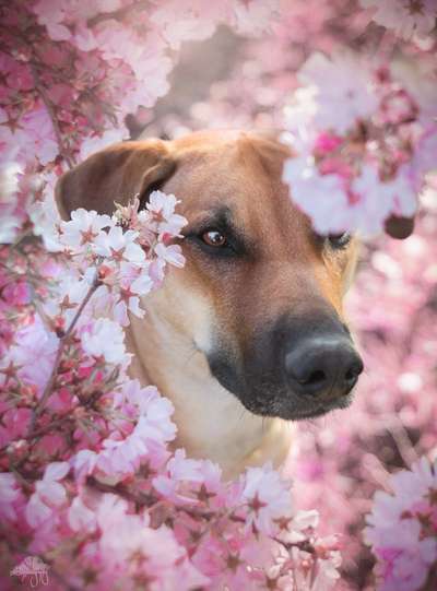 Foto's und Hundemodels-Beitrag-Bild