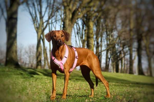 Rhodesian Ridgeback-Beitrag-Bild