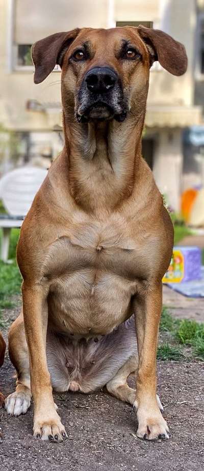 Mischlinge raten - Rätselspaß-Beitrag-Bild