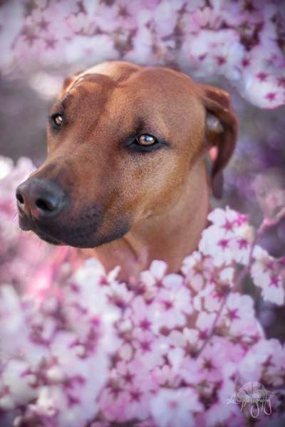 Foto's und Hundemodels-Beitrag-Bild