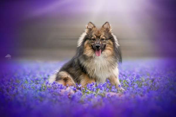 Mischlinge raten - Rätselspaß-Beitrag-Bild