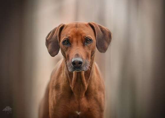 Hunde Porträt (Portrait) Galerie....-Beitrag-Bild