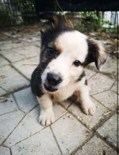 Hunde aus dem Tierschutz: Bulgarien-Beitrag-Bild