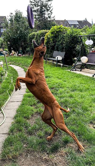 60. Handy Fotochallenge  -gleich schnapp ich es--Beitrag-Bild