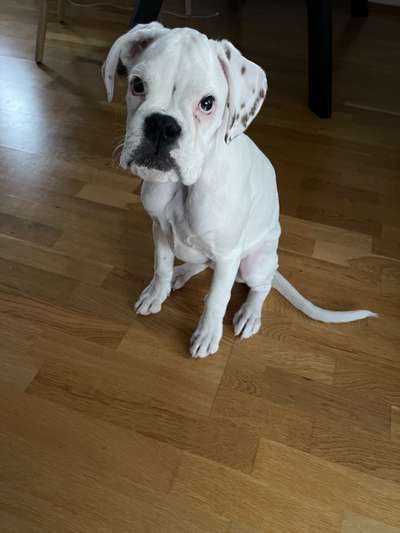 Hundetreffen-Suche Neue Freunde :)-Bild