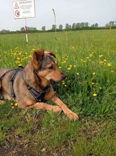 Auslandstierschutz-Beitrag-Bild