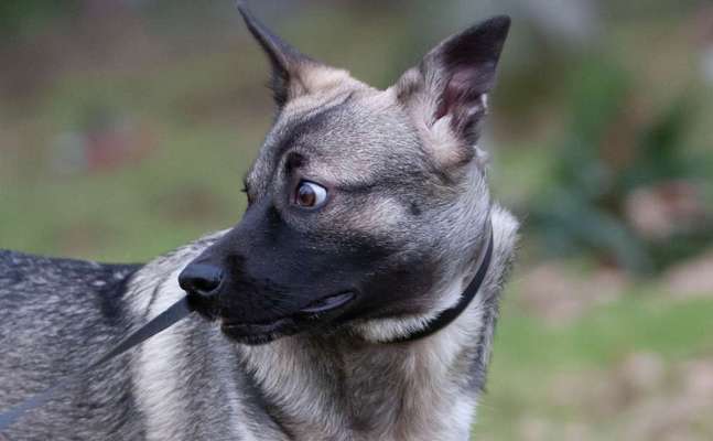 Lustigsten Grimassen von euren Hunden-Beitrag-Bild