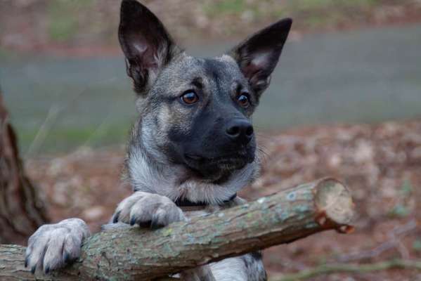 Foto's und Hundemodels-Beitrag-Bild