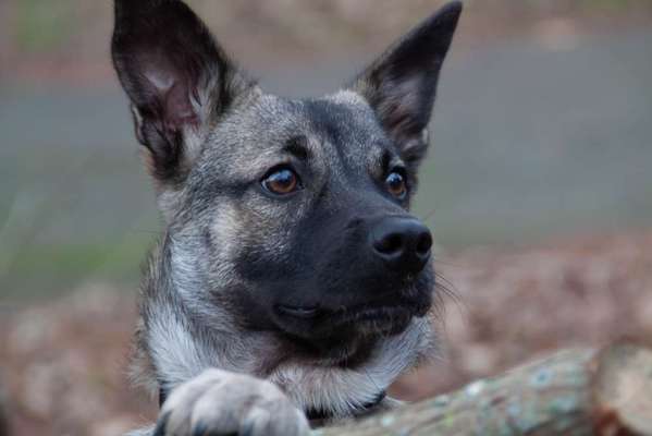 Schäferhund-Beitrag-Bild