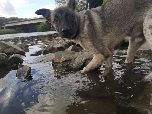 Dogorama-Monats-Challenge-Mai "Wasser"-Beitrag-Bild