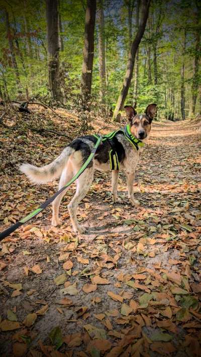 Hundetreffen-Hundebegegnungstraining-Bild