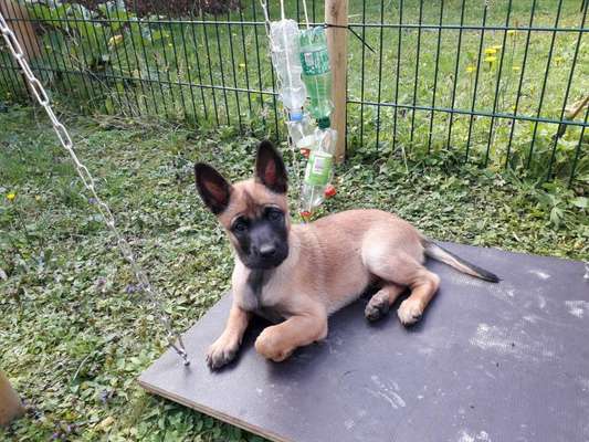 Zeigt eure Malinois!!!-Beitrag-Bild