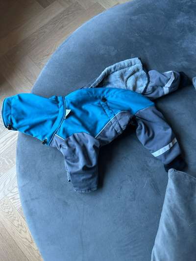 Jacken für kleine Hunde-Beitrag-Bild