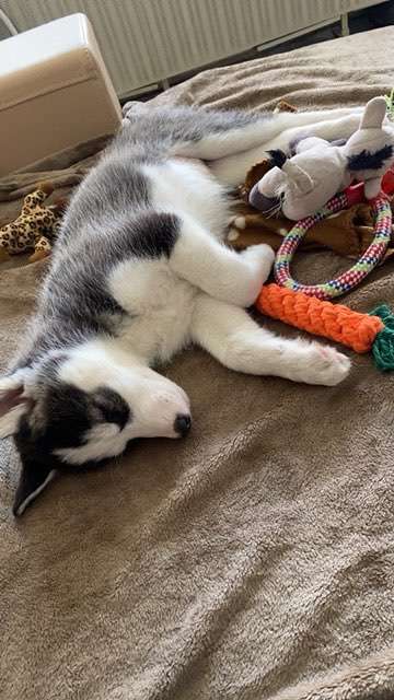 Nordische Hunde-Beitrag-Bild