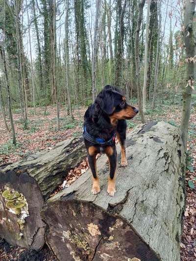 Hundetreffen-Hundekumpel für Balou gesucht und am Anfang der Leine ein netter Mensch zum quasseln für Herrchen-Bild