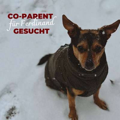 Hundetreffen-Co-Parent gesucht-Bild