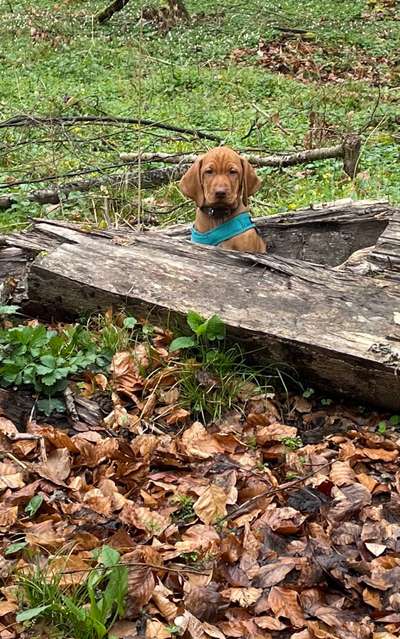 Magyar Vizsla UK-Beitrag-Bild