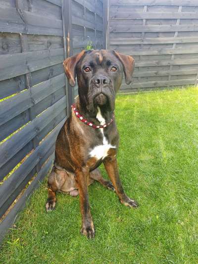 Rassensuche Cane Corso Italiano-Beitrag-Bild