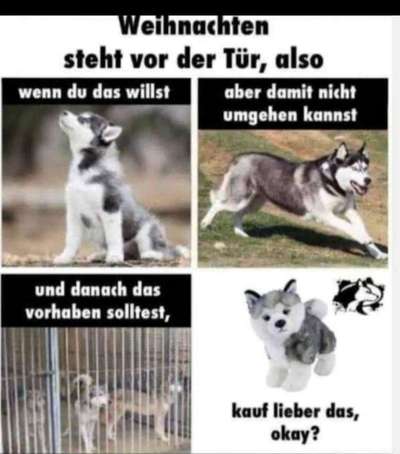 Ein Hund als Weihnachtsgeschenk? 🎁🐶 Muss das sein?-Beitrag-Bild