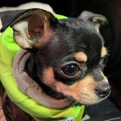 Hundetreffen-Frida sucht einen Spielkameraden-Bild