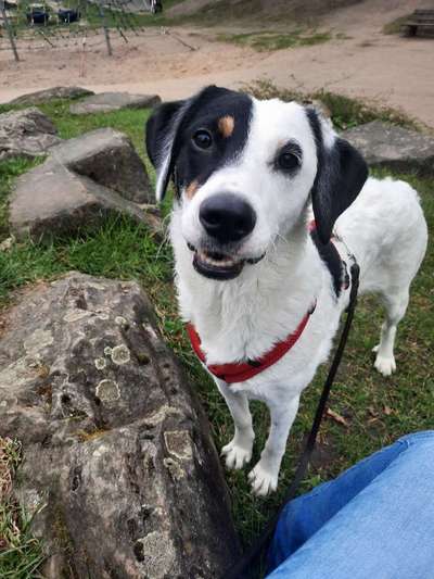 Auslandstierschutz-Beitrag-Bild