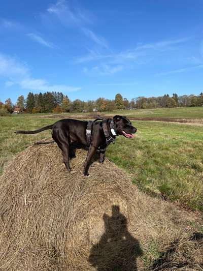 Halsband ab 45 kg oder stabiles Geschirr ?-Beitrag-Bild