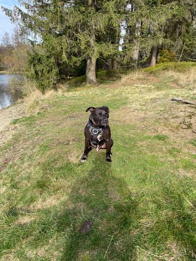 Halsband ab 45 kg oder stabiles Geschirr ?-Beitrag-Bild