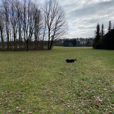 Hundeauslaufgebiet-Forst Botanischer Garten-Bild