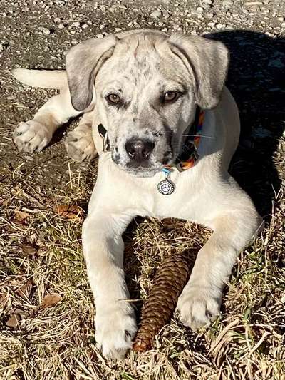 Welpen Bilder !-Beitrag-Bild