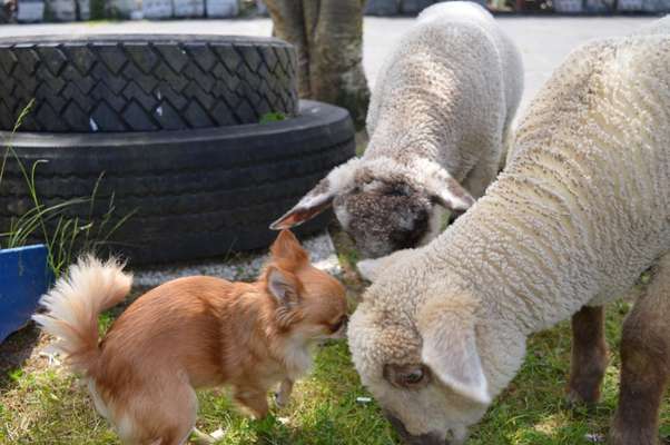 Fotochallenge Nr. 51 "Euer Hund mit anderen Tieren"-Beitrag-Bild