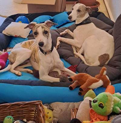 Hundetreffen-Hallo, wir zwei Whippets und Frauchen würden uns gerne über gemeinsame Gassi Runden in und um Chemni-Bild