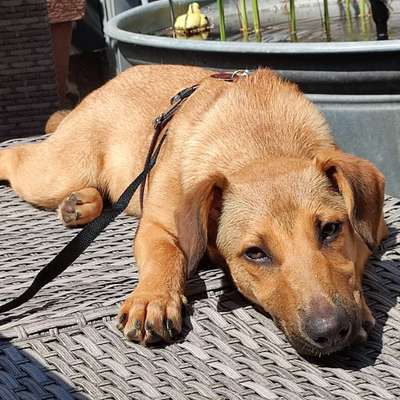 Hundetreffen-Hunde treffen  meine Malea ist 7 Monate alt. Wer hat Spaß daran? Fände eine kleine Gruppe toll :)-Profilbild