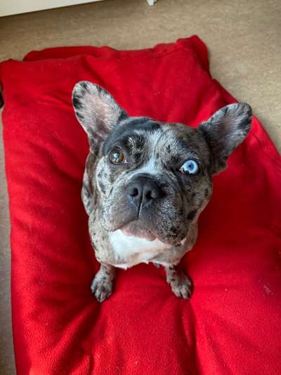 Französische Bulldoggen-Beitrag-Bild