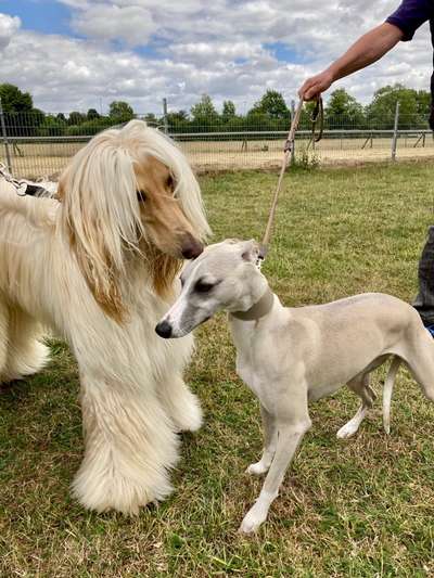 Windhunde - Treffen der besonderen Schönheiten
HERZLICH WILLKOMMEN-Beitrag-Bild