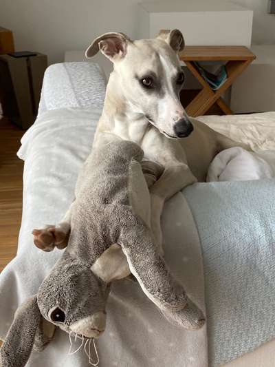 Windhundtreffen - PLZ-Beitrag-Bild